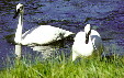 Trumpeter swans in Yellowstone National Park. WY.