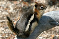 Golden-mantled Ground Squirrel at Yellowstone National Park. WY.