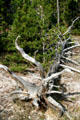 Twisted tree stump at Yellowstone National Park. WY.