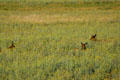 Deer in the grass at Yellowstone National Park. WY.