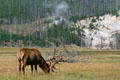 Elk grazes before steaming hills at Yellowstone National Park. WY.