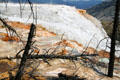 Trees overcome by mineral formations at Minerva Terrace of Mammoth Hot Springs in Yellowstone National Park. WY.