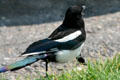 Black-billed Magpie at Yellowstone National Park. WY.