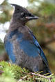 Steller's Jay at Yellowstone National Park. WY.