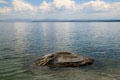 Small geyser cone rises out of Yellowstone Lake in Yellowstone National Park. WY.
