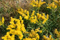 Wildflowers of Grand Teton National Park, WY.