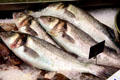 Fresh fish on sale at Cardiff Market in Cardiff City Centre. Cardiff, Wales.