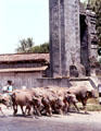 Cows driven past a city gate. Jogyakarta, Indonesia.
