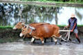 Plowing flooded fields with oxen. Bali, Indonesia.