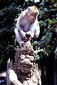 Monkey sits on carving at monkey temple. Bali, Indonesia.
