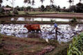 Plowing rice paddy with water buffalo. Bali, Indonesia.