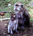 Monkey & her baby at Balinese temple. Bali, Indonesia.