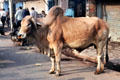 Sacred cow runs free on street in Chandri Chowk. Delhi, India