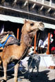 Camel on the streets of Mandawa. India.