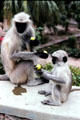 Langur monkeys eating fruit on a wall in Jodhpur. India.