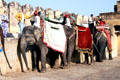 Elephant are used to bring tourists to top of Amber Palace in Jaipur. India.