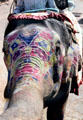 Decorated elephant reaches over with its trunk, Jaipur. India.