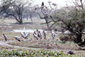 Painted storks near a tree at Bharatpur. India.