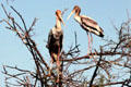 Immature painted storks at Bharatpur. India.
