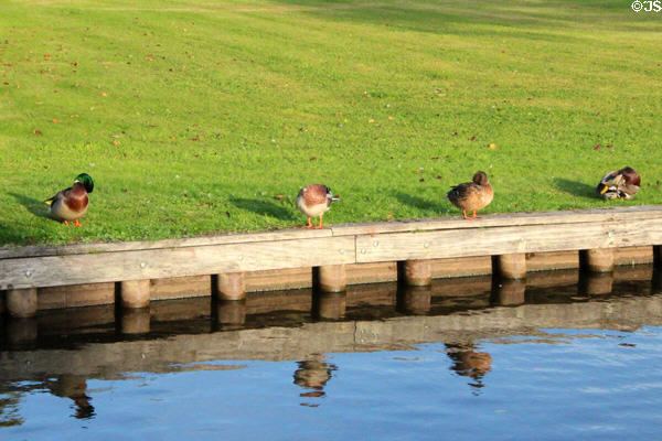 Ducks lining canal. Giethoorn, Netherlands.