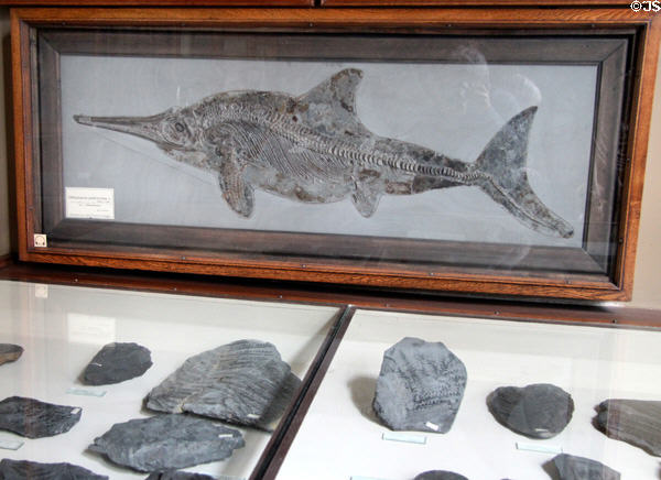 Ichthyosaurus quadriscissus fossil at Teylers Museum. Haarlem, Netherlands.