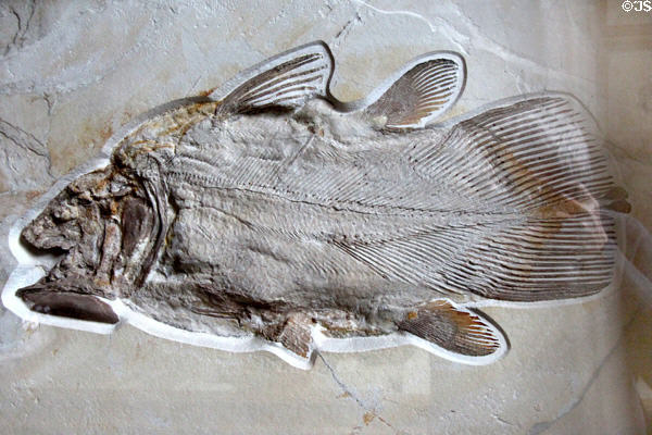 Libys superbus (lobe-finned fish) Zittel (1887) fossil at Teylers Museum. Haarlem, Netherlands.