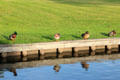 Ducks lining canal. Giethoorn, Netherlands.
