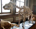 Moravian cave bear fossil skeleton , co-existed with humans in Europe, often in caves, during the Paleolithic era; because of its huge size & early man's primitive weapons, cave bears posed a serious threat at Teylers Museum. Haarlem, Netherlands.